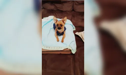 
							Moradora de Apucarana denuncia envenenamento de cachorros
						
						