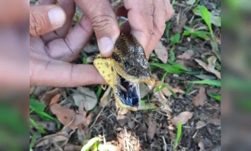 
						
							Cobra de grande porte é encontrada em avenida de Londrina
						
						