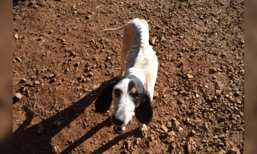 
							Homem é preso por manter mais de 80 cães sob maus-tratos
						
						