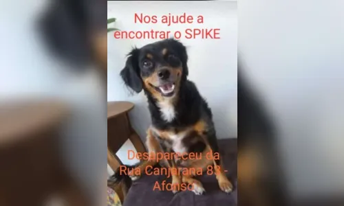 
							Família procura cachorro desaparecido no Afonso Camargo
						
						