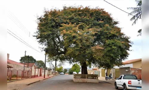 
						
							Conheça sete árvores icônicas e históricas de Apucarana e região
						
						