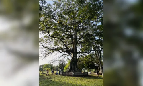 
						
							Conheça sete árvores icônicas e históricas de Apucarana e região
						
						