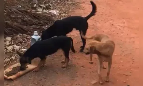 
							Pai é atacado por matilha de cães ao defender filha de 5 anos
						
						