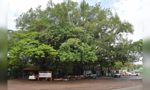 
						
							Conheça sete árvores icônicas e históricas de Apucarana e região
						
						