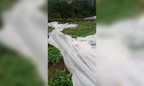 
						
							Temporal destelha casas e destrói plantação em Mauá da Serra e Faxinal
						
						