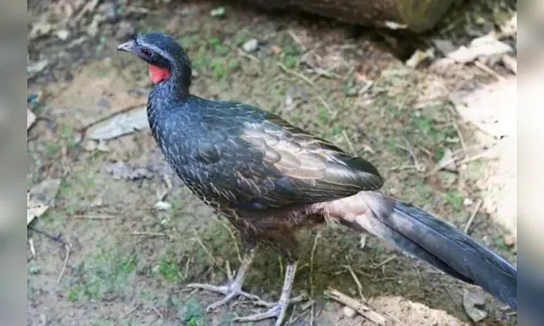 
						
							Vídeo: Jacu morre atropelado e caso gera indignação no Paraná
						
						