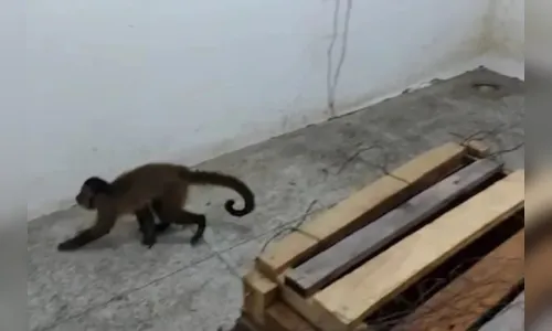 
						
							Macaco visto lavando louça e amolando faca é resgatado
						
						