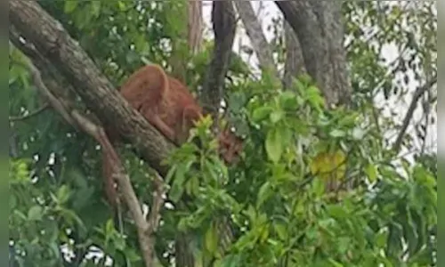 
						
							Onça-parda é sedada e capturada dentro de quintal de casa em Guaíra
						
						