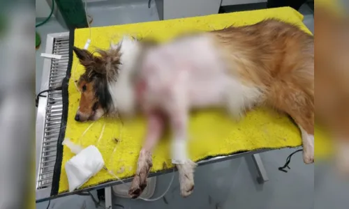 
						
							Pitbulls atacam e matam cachorro que passeava com tutor em praça
						
						