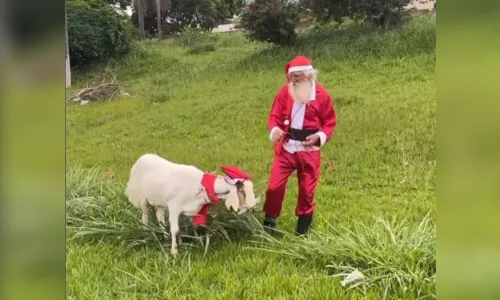 
						
							Bode vestido de Papai Noel chama atenção em Apucarana; assista
						
						