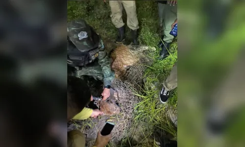 
						
							Cadela se torna heroína ao enfrentar onça que fugiu do Zoobotânico
						
						