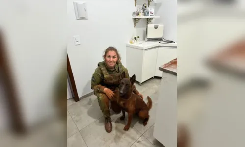 
						
							Cão policial é encontrado após pular de viatura e desaparecer no PR
						
						