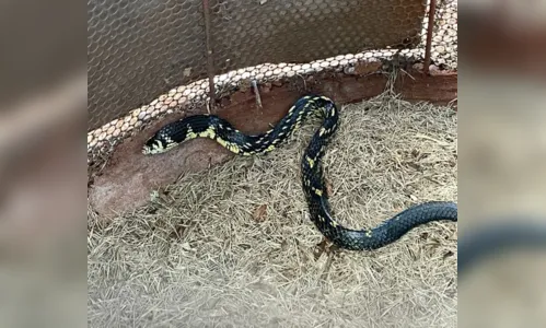 
						
							Cobra caninana é encontrada na AABB, de Jandaia do Sul
						
						