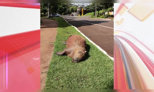 
						
							Motorista atropela capivara na região do Jaboti e aciona PM
						
						