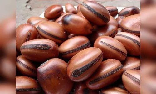 
							Aluno se machuca em escola com semente que causa queimaduras
						
						