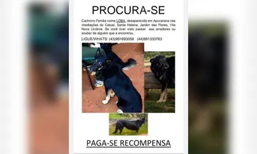 
						
							Apelo: moradores de Apucarana procuram por cachorra desaparecida
						
						