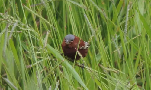 
						
							Fotógrafo de aves de Apucarana soma cerca de 10 mil registros; assista
						
						