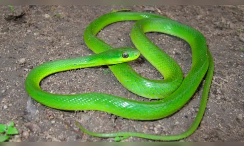 
						
							Cobra venenosa é resgatada em garagem de prédio, em Maringá
						
						