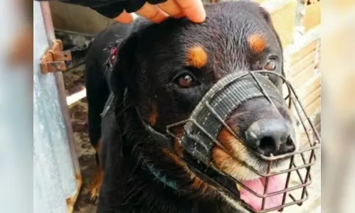 
						
							Menino de 3 anos morre após ser atacado pelo rottweiler da família
						
						