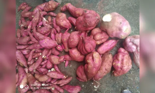 
						
							Paranaense colhe batata-doce gigante em horta comunitária; veja
						
						