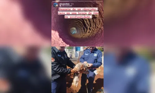 
							Cachorro é resgatado após cair em buraco de 4 metros em obra
						
						