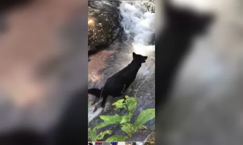 
							Família de Apucarana faz apelo para localizar cachorra desaparecida
						
						