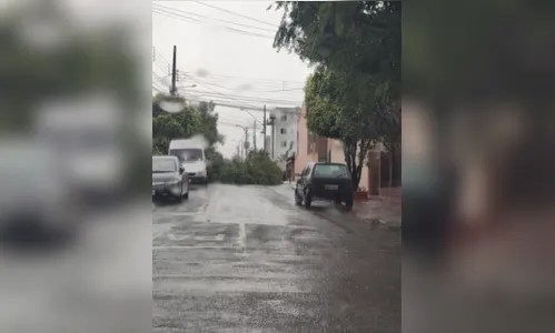 
						
							Chuva e vento derrubam árvores em Apucarana e Arapongas
						
						