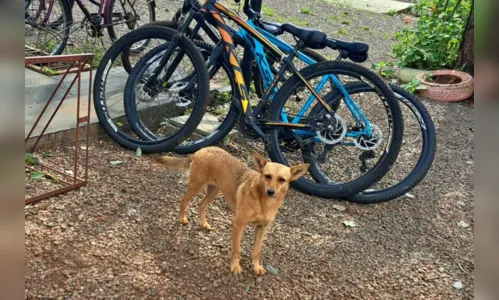 
						
							'Caramelos' e pinscher são os novos integrantes em colégio do Paraná
						
						