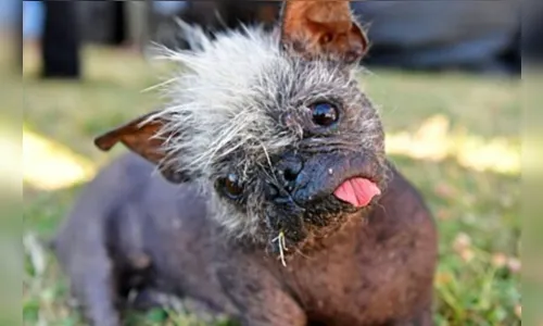 
						
							Concurso elege os cães mais feios do mundo; veja alguns vencedores
						
						