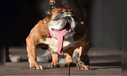 
						
							Concurso elege os cães mais feios do mundo; veja alguns vencedores
						
						