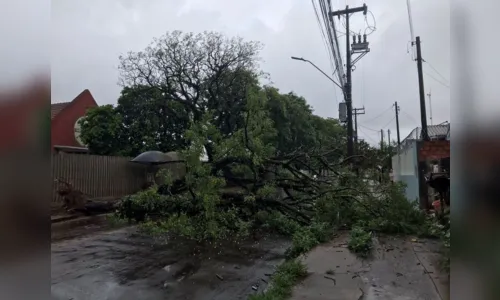 
						
							Árvore de grande porte cai e interdita Avenida Aviação em Apucarana
						
						