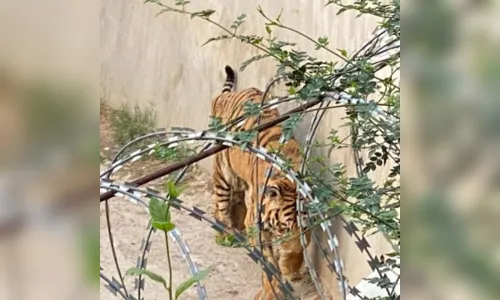 
						
							Tigre é visto com sapato na boca e funcionários encontram corpo
						
						