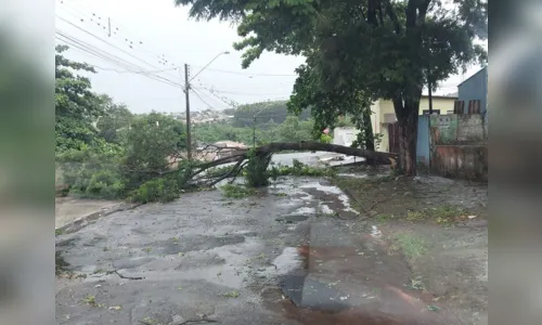 
						
							Temporal provoca estragos em Apucarana e na região; veja vídeo
						
						