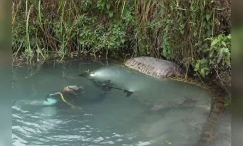 
						
							Sucuri gigante é flagrada digerindo capivara no MS; veja
						
						