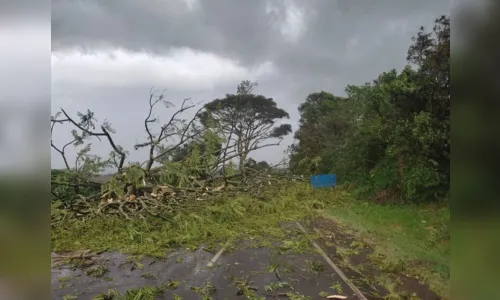 
						
							Temporal com granizo atinge Apucarana; veja imagens
						
						