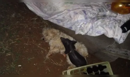 
						
							Cadê o Baby? Família procura porquinho de estimação em Apucarana
						
						