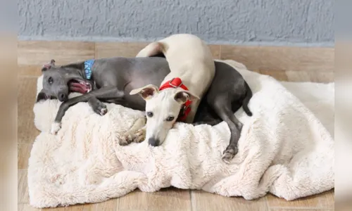 
							Por que o Galgo Italiano é uma ótima raça para você?
						
						