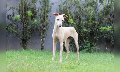 
							Por que o Galgo Italiano é uma ótima raça para você?
						
						