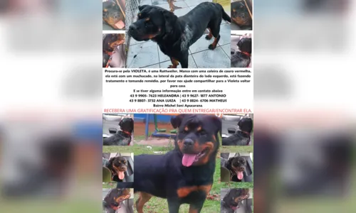 
						
							Cachorra em tratamento foge e família de Apucarana pede ajuda
						
						