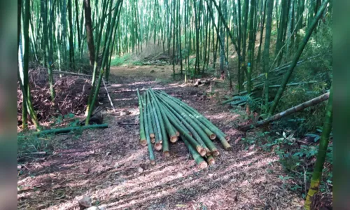 
						
							Estação do IDR-Paraná vira referência em diversidade de uso do bambu
						
						