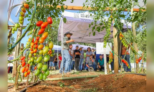 
						
							Propriedade de Apucarana é referência na produção de tomate orgânico
						
						