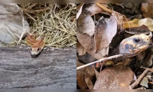 
						
							Animais do Zoológico de Curitiba ganham cobertas e pinhão; veja vídeo
						
						