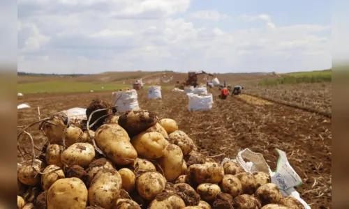 
						
							Setor agropecuário cresce em 11% no Paraná; entenda
						
						