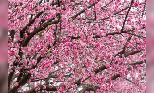 
						
							Florada de 30 mil cerejeiras une beleza e tradição em Apucarana (PR)
						
						