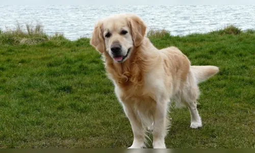 
						
							Confira as curiosidades sobre ter um Golden Retriever filhote
						
						