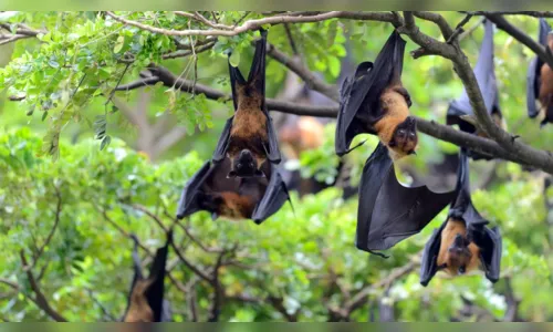 
						
							O que é Nipah, vírus incurável que matou adolescente na Índia
						
						