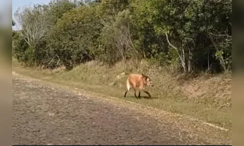 
						
							Tamanduás-bandeira e lobos-guará são avistados em parque no Paraná
						
						