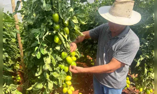 
						
							Produção de tomates de mesa ganha espaço na região de Ivaiporã
						
						