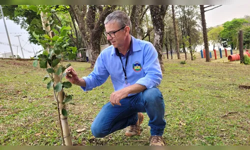 
						
							Apucarana tem mais de 1,3 mil pedidos para poda e corte de árvores
						
						