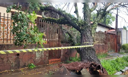 
						
							Veja fotos dos estragos do temporal nesta quinta-feira em Apucarana
						
						